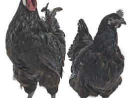 농촌진흥청, 재래 닭 동결 유전자원 생존성 높이는 첨가제 확인 기사 이미지