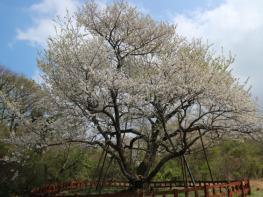산림청, 왕벚나무의 제주 기원에 대한 과학적 근거 확보 연구 추진 기사 이미지